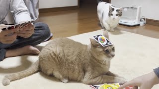 My cat runs the midnight UNO tournament. by ひのき猫 6,692 views 3 hours ago 14 minutes, 48 seconds