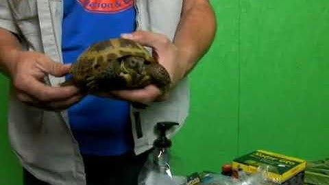 Handling Russian Tortoises Safely