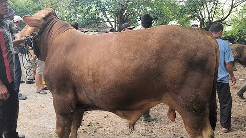 VLOG !! STOK TERBATAS HARGA MULAI 20 JUTAAN SAPI UNTUK ISIAN KANDANG PASAR WAGE PATI #animals #news 