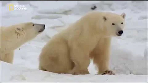 Dove si trovano gli orsi bianchi?