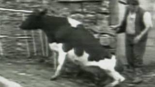 Mad Cow Sacred Cow - Trailer