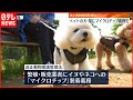 【改正動物愛護管理法】ペットの犬・猫にマイクロチップ義務化