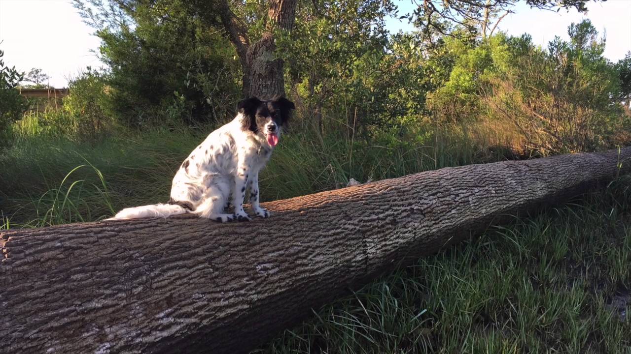 Wilmington NC Dog Trainers Border Collie/Aussie mix, Carter YouTube