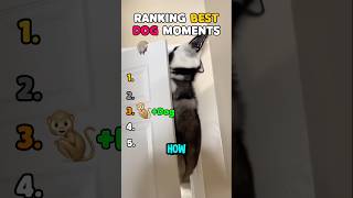 Ranking Best Dog Moments 😂