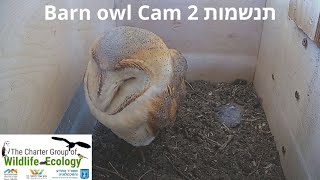 Barn Owls Israel Cam 2| תנשמת | The Charter Group of Wildlife Ecology