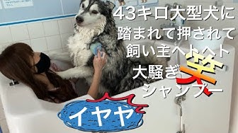 犬お風呂 Youtube