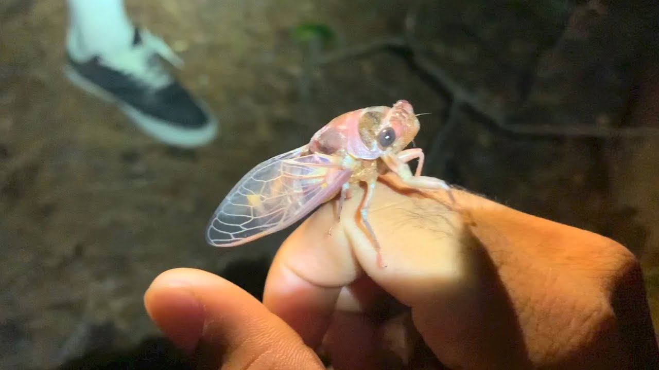 The Cicada 【Summer Delicacy】【Catch and Cook】I Made My Friend Eat A ...