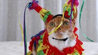 Funny Cats in Costumes! TikTok 2021