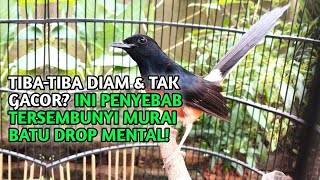 Ciri Murai Batu Yang Mengalami Drop Mental Dan Solusinya