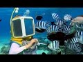 Underwater Adventure Experience Questions