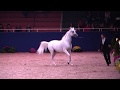 Memories of Aachen 2019 - All Nations Cup - Part 17 - Championship -  Senior Stallions