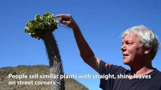 The halfmens of the Richtersveld - YouTube