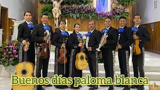 Buenos días Paloma Blanca - Mariachi Sta Maria Magdalena