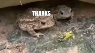 Frog.mp4