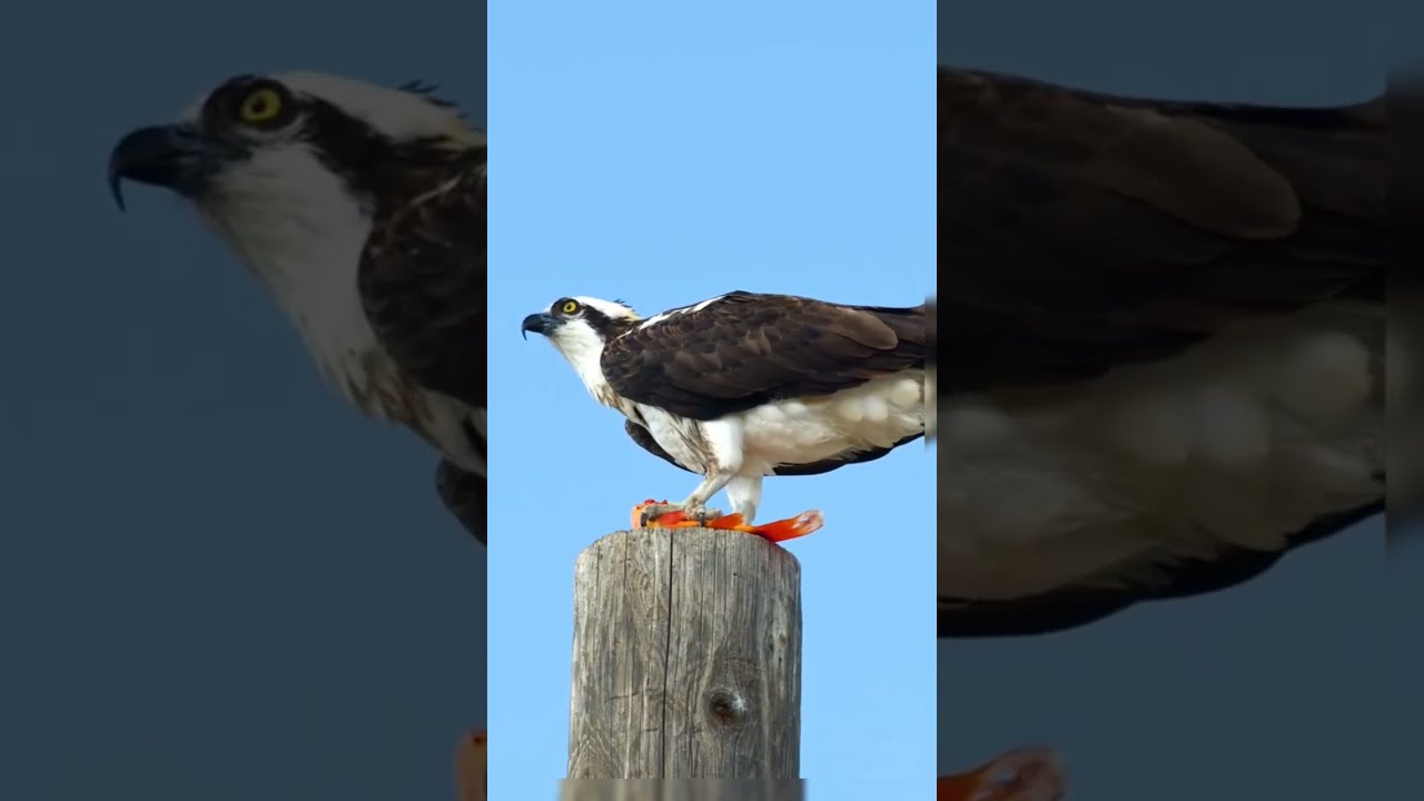 Bird 46 Shorts Nature Birds Is Perfect