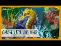 TODO SOBRE el CABALLITO DE MAR.