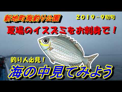 新地町海釣り公園 夏場のイスズミをお刺身で 釣り人必見 ９月初旬の水中映像 Youtube