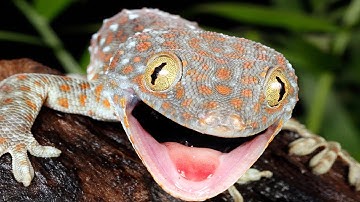 Tiếng Tắc Kè Kêu - Suara Tokek | Gecko Sound