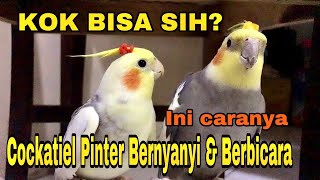 MELATIH PARKIT AUSTRALIA BERNYANYI DAN BERBICARA | HOW TO TRAIN A COCKATIEL SING