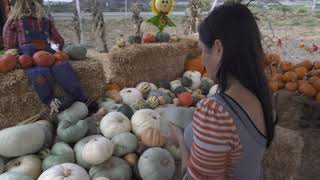 4K FREE STOCK FOOTAGE - Pumpkin Patch Woman Picks Out Pumpkin