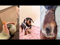 8 Minutes Of The Most Precious Animals In The World