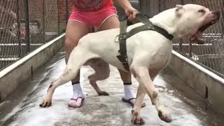 LA LOCURA DEL DOGO ARGENTINO ES REALMENTE ATERRADORA