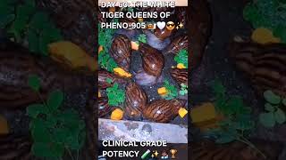 CLINICAL GRADE POTENCY 🧪✨🐌🤍🧑🏾‍🔬😎🤫🔥✨️🏆