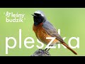 Leśny budzik - Pleszka