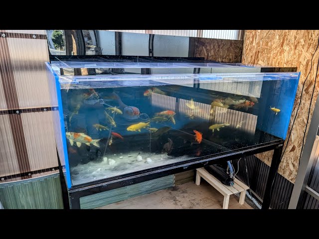 We installed an 1800x900x600 aquarium for Nishikigoi! We'll