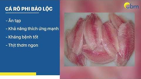 Thủy Sản Bảo Minh Phân Phối ĐỘC QUYỀN Cá Rô Phi Bảo Lộc Tại Việt Nam