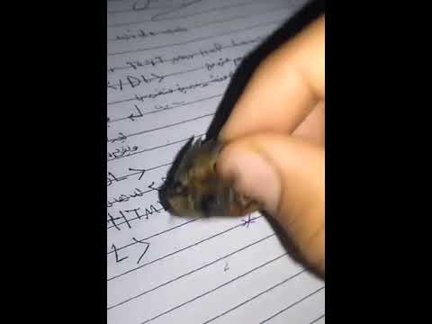 حشرة الحالوش او كراص القلوب