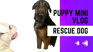 Meet our rescue foster dog : German Shepherd Rescue Dog