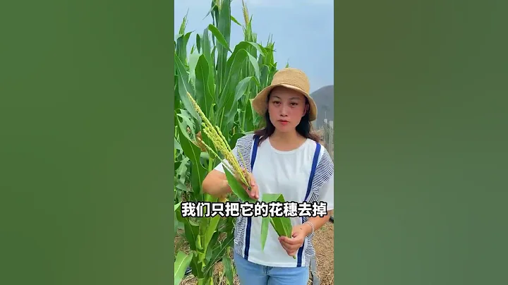 391 大秧农场 玉米增产小妙招你一定要看看 #三农  #农业种植  #玉米 - 天天要闻