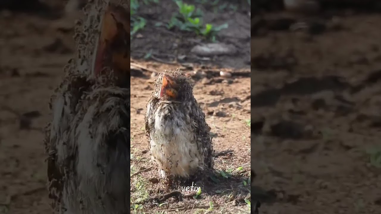 Birds Use Ants To Fight Parasites Nature S Secret Weapon Revealed 