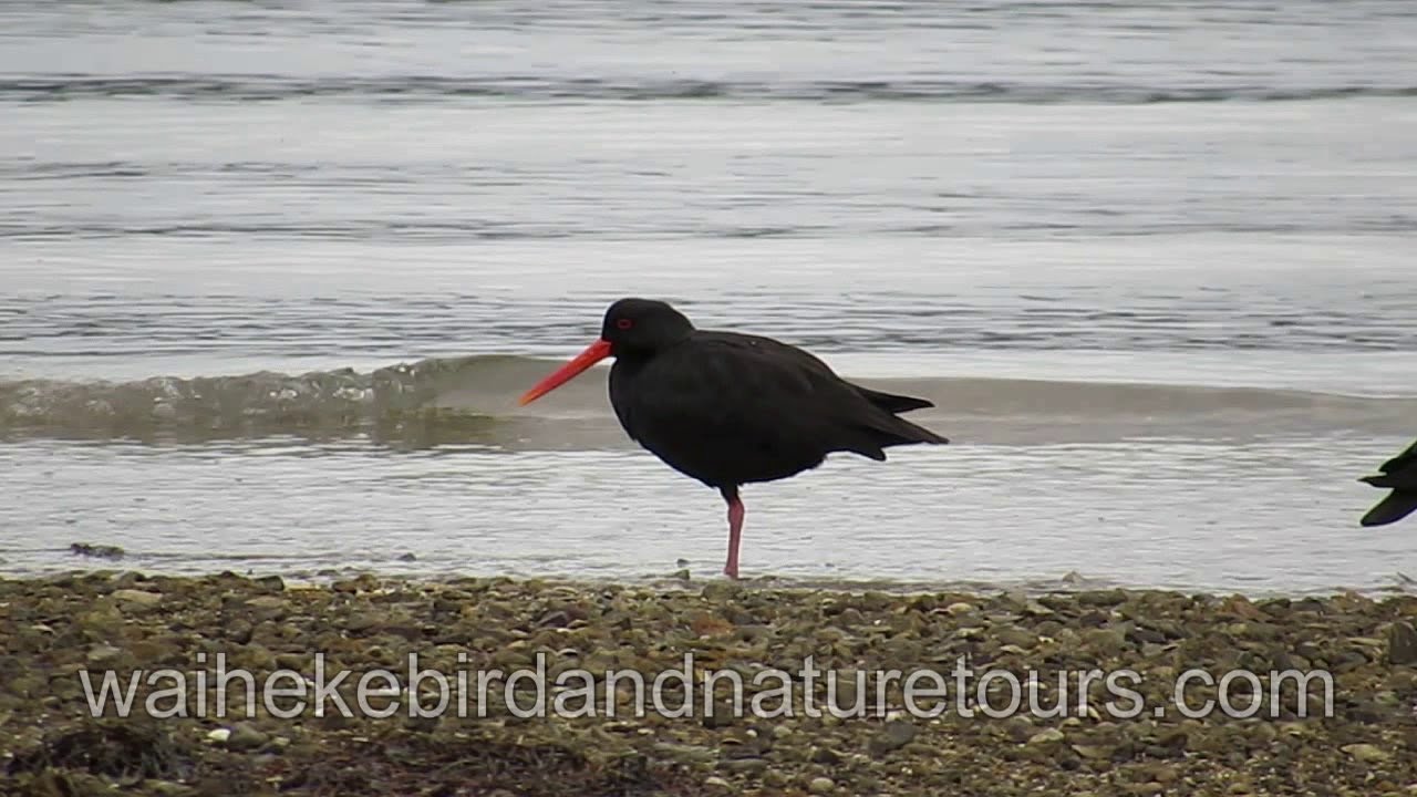 WaihekeBirdAndNatureTours.com - Variable Oystercatcher