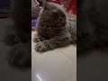 #cat #cats #shorts #short #shortvideo #youtube #trendingshorts #trending #pets #animals #viral