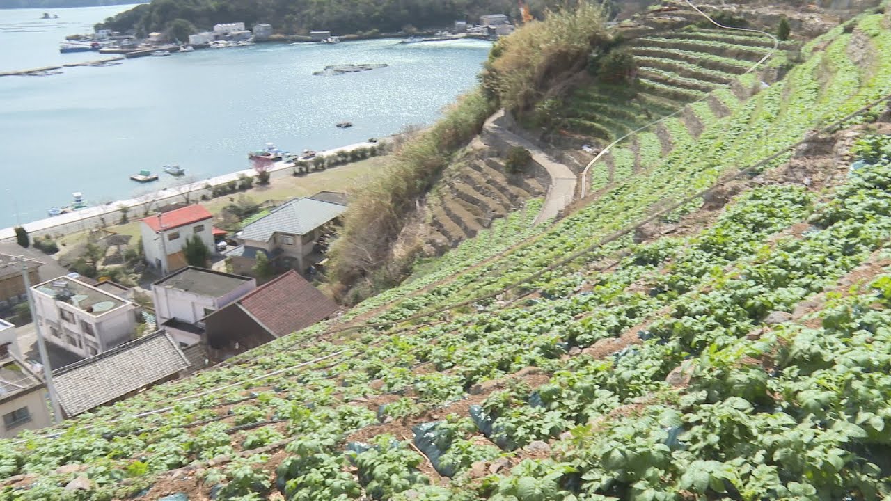 特産のジャガイモ、生育不良などで十分な量を確保できず…宇和島市「ふる里だんだん祭り」が中止に【愛媛】