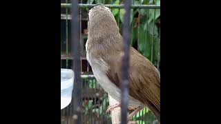 Opyor paruh tebal menantang lawan