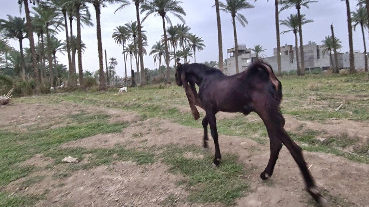 #ماعز_أفغاني_مواصفات راقية جدا