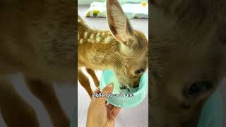 A Deer Seeks Help From A Passerby.