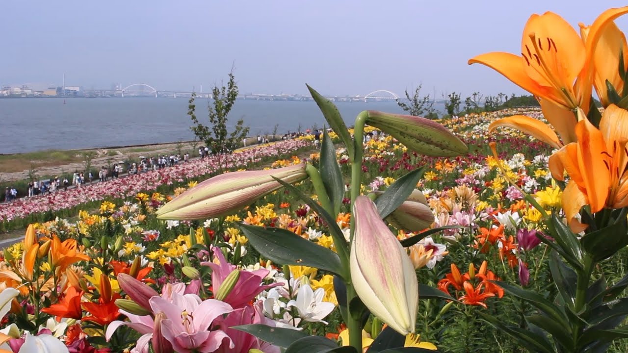 大阪湾岸に0万輪のユリ 大阪舞洲ゆり園 14 Osaka Maishima Lily Garden Youtube