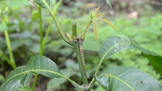5 Grafting Ideas For Mango Tree Real Not Entertainment Purpose