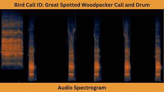 Bird ID | Great Spotted Woodpecker | Call and Drum | Audio Spectrogram