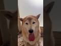 柴犬福 風呂上がりの柴犬🤣After shower🤣#shorts #柴犬 #shibainu #japanesedog #dogshorts #시바견 #funnydog #funny