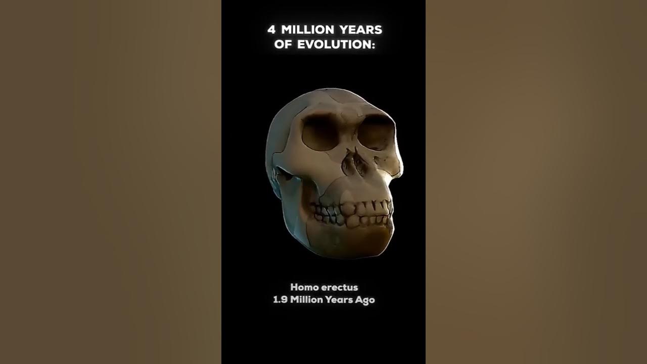 66 Million vs 4 Million Years of Evolution 66 Million vs 4 Million Years of Evolution