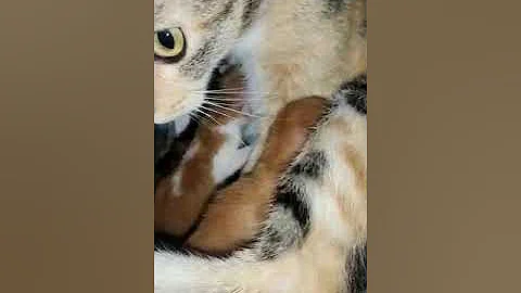 Video 2228191: persian cat feeding kittens, persian cat newborn kittens, persian cat baby beautiful