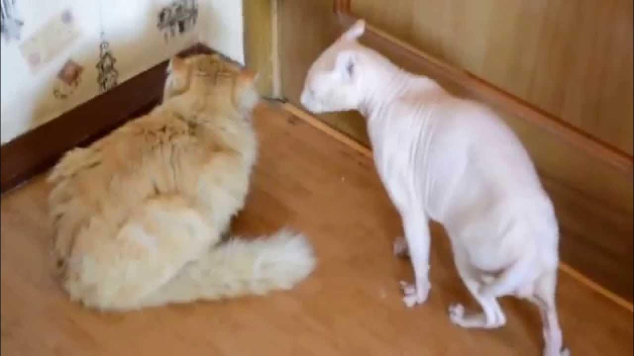 Кот Сибирский и сфинкс