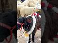 Mini vlog #goat #azharvlogs #shorts #shortsvideo #youtubeshorts #viralvideo #fitness #animals #bakra