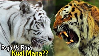 THE FIGHT BETWEEN THE WHITE TIGER VS THE ORANGE TIGER | WHO WILL WIN❓