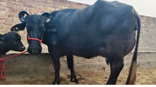 आज देंगे 18/20 लीटर दूध की 2 टॉप क्लास झोटीया बिलकुल भाव में @khuranadairyfarm9674 